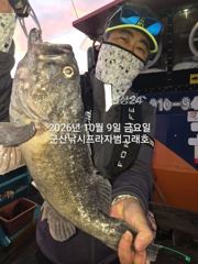 9일,"대광어"대박시즌~싸이즈 좋은 대광어들~~참돔,우럭등~ 실시간~군산낚시프라자 범고래호 사진