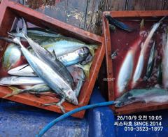 [경주] 감포 앞바다 삼치·방어 1타 1피! 이건 낚시가 아니야!