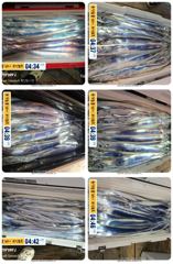 14석 보성3호 길치가 많이 많이 나옵니다~~씨알도 굿~~내일 긴급 10자리 여유 모래 일요일 자리여유있어요
