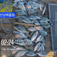 [고성] 병산 감성돔4짜외 마리수 선상배&선외기흘림조황~~