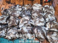 ★★ 10 / 9 [군산 대일피싱] 마루호 갑오징어 조황입니다. 다음주 월요일 자리있습니다.