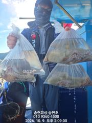 [통영] 통영 송현호))돌문어 킬로급 덩치급 신나게 잡습니다~