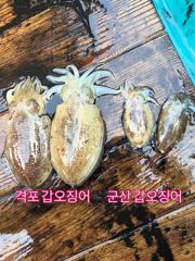 9일 격포 개우럭호(구빅터호)갑오징어 출항 했습니다