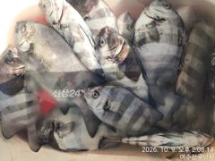 광도,거문도 50cm전후 마릿수 사진