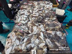 부안골드피싱호 10/9 갑오징어 조황입니다. 사진