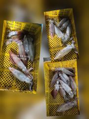 [통영최강리드호] 통영 갈치 제대로 붙었습니다! 대치 손맛에 한치 야식까지~토요일 자리여유 사진