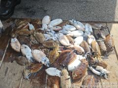 [전곡항 입질대박호] 2026.10.09 5물 쭈.갑조황