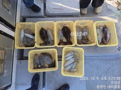 10월 9일 금요일 팁런조황