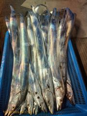 [제주 뉴방주호] 10월9일 갈치조황 씨알이 아주좋습니다.
