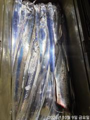 2026.10.09갈치 대박 조황입니다. 13분을 모시고 출조 다녀왔습니다 갈치가 잘나옵니다