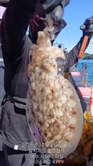 여수 시미터피싱. 쭈꾸미 출항 모집합니다