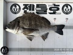 (실시간)5짜 까비..5짜급 대물 감성돔 HIT~젠틀호(11일 예약)