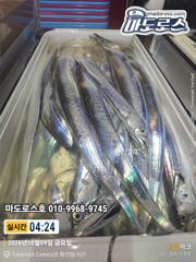 텐야텐빈 9일10일 조황입니다