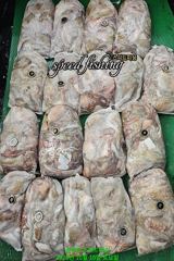 10일 초보님들 kg오버.굵은 씨알 돌문어 퍼담다!!