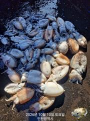 10월 10일 미르호 갑오징어 조황입니다