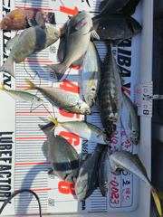 울산 선상낚시 장생5호 10월 10일 오전조황입니다 ^^