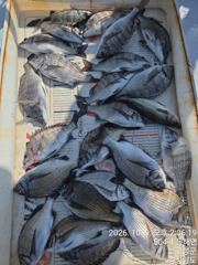 [고성] 리드호 감성돔 조황입니다.