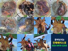 [진해] 문어 키로 오버 굵직한 대물 줄줄이! 장원 13수외 터졌다(일요… 사진