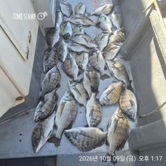 [마산] 해상월1ᆢ감성돔 마릿수 조황임니다 !!(9일)
