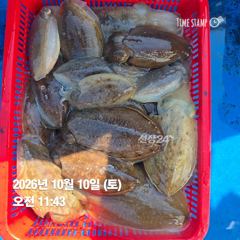 [전투피싱선단 그레이스호] 10월 10일 6물｜갑오징어 집중 공략, 마릿수·씨알 모두 호조황!
