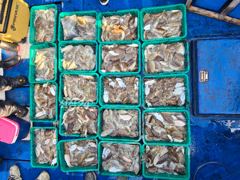 [홍단호] 10월 10일 갑오징어