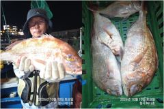 참돔 52.40 cm 이,부시리,뱅어돔,왕전갱이 조황,