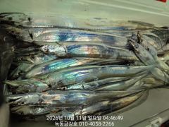 녹동금강호16석 전원진한손맛보고쿨러가득철수했습니다.오늘도감니다.자리지정예약제 010-4058-2266