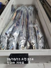 친구야가자호))서쪽에 대갈치가 많이 들어왔어요 대갈치가 줄탈기 ~~기분좋은 소식이 전해져옵니다 오늘 자리 있어요 010-7443-7990 사진
