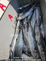 11/일, 오전ㅡ대삼치, 고시, 중방, 알방!(고시삼치 너무 많아서 대삼치 위주로 공략했어요)