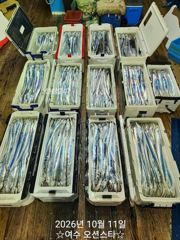 [예약가능] ✅️ 여수오션스타 10월11일 입항 갈치 호조황!! 다음주 월요…