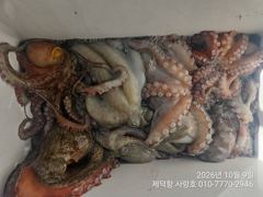 [진해] "돌문어"1200g1100g외 시커먼 여밭대물들 13수12수11… 사진
