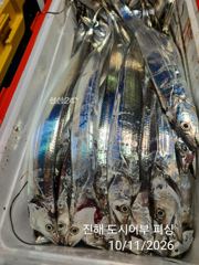 11일새벽 씨알큰 내만갈치 계속되는 핫 한조황~!! 오늘 예약가능 사진