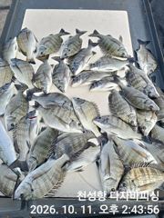 [경주] 10/11일 -빅원대삼치.중방어,삼치 폭발~던지면 물어요~