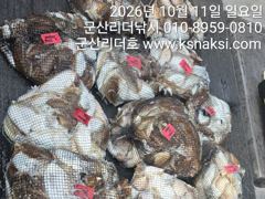 ⭐[군산리더호] 지금이 찬스!전체굿조황 13화욜 갑오징어출조 ⭐