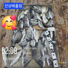 [고성] 병산 감성돔45,4짜4짜3짜외 선상배 &선외기&덴마 흘림조황
