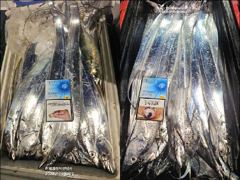 [진해] "내만갈치" 빵빵한 씨알+마릿수 넘쳐요!! 연이은 호조황~(예약…
