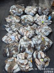 11일, 군산,갑오징어 좋아요~한가득 망탱이 굿굿조황~군산낚시프라자 창성호