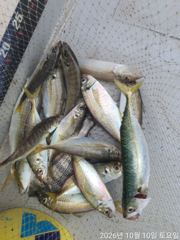 거제진성호 감성돔 조황입니다! 사진