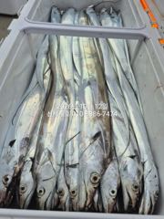 10월12일 철수 통영갈치낚시 신세계호 조황정보