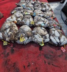 [마린스타호] 10월 11일 갑오징어 조황