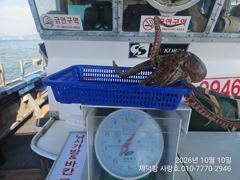[진해] "여밭돌문어" 개인13수12수10수외 중치들과 대물들 마릿수 팍…