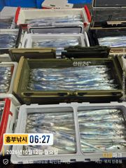 오늘황제낚시오실분 흥부 12일 대갈치 조황