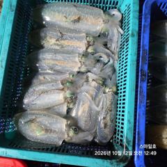 [거제] (무늬오징어)첫 도전 11수 대성공 총 92수 퍽퍽 스마일호(오… 사진