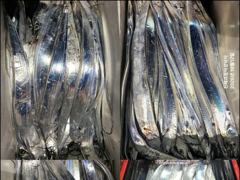 [진해] [12일입항] "내만갈치" 듬직한 손맛보며~ 정신없이 담아 왔습…