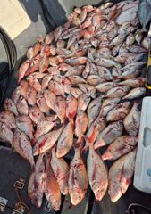 10/11 <스텔스호> 먼바다 씨알급 참돔 121수 굿 조황입니다. 기상악화로 목요일부터 먼바다 출항합니다
