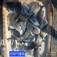 병산 감성돔35외 마리수 선외기&덴마흘림조황~ 사진