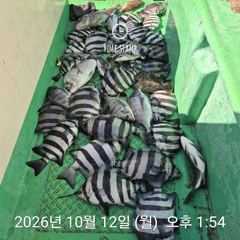 [거제] 백호피싱 돌돔급 뺀지 흘림 30수 오버마릿수