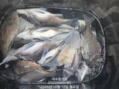 12일 감성돔 조황입니다 사진