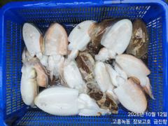 고흥장보고호 선상낚시 조황 사진
