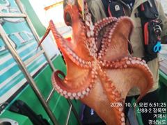 [진해] 11일세진호/돌문어kg.마릿수많이~목.가능~